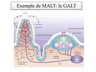 Exemple de MALT: le GALT
 