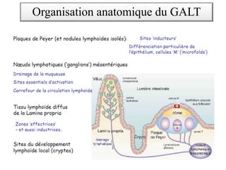 Organisation anatomique du GALT
 