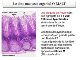 Le tissu muqueux organisé O-MALT
Les plaques de Peyer sont
des agrégats de 5 à 200
follicules lymphoïdes
situés dans la partie
terminale de l iléon.
Ces follicules lymphoïdes:
- composés en grande partie
de LB et de LT
- sont séparés de la lumière
intestinale par des cellules
épithéliales particulières,
appelées cellules M
(Microfold cells).
 