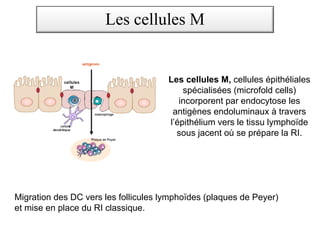 Les cellules M, cellules épithéliales
spécialisées (microfold cells)
incorporent par endocytose les
antigènes endoluminaux à travers
l’épithélium vers le tissu lymphoïde
sous jacent où se prépare la RI.
Les cellules M
Migration des DC vers les follicules lymphoïdes (plaques de Peyer)
et mise en place du RI classique.
 