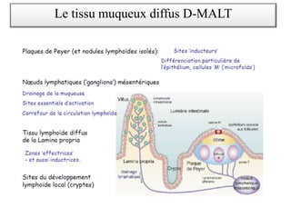 Le tissu muqueux diffus D-MALT
 