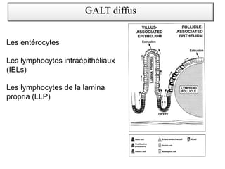 Les entérocytes
Les lymphocytes intraépithéliaux
(IELs)
Les lymphocytes de la lamina
propria (LLP)
GALT diffus
 