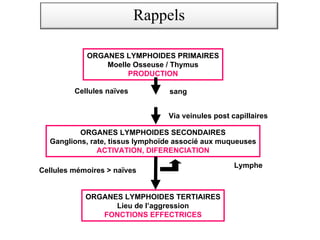 Michelle Rosenzwajg – DES Cambodge 2009
Circulation des Lymphocytes
ORGANES LYMPHOIDES PRIMAIRES
Moelle Osseuse / Thymus
PRODUCTION
ORGANES LYMPHOIDES SECONDAIRES
Ganglions, rate, tissus lymphoïde associé aux muqueuses
ACTIVATION, DIFERENCIATION
ORGANES LYMPHOIDES TERTIAIRES
Lieu de l’aggression
FONCTIONS EFFECTRICES
Cellules naïves
Via veinules post capillaires
Lymphe
sang
Cellules mémoires > naïves
Rappels
 