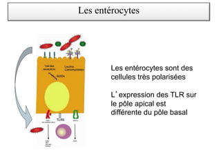 Les entérocytes sont des
cellules très polarisées
L expression des TLR sur
le pôle apical est
différente du pôle basal
Les entérocytes
 