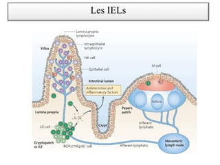 Les IELs
 