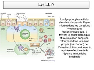 Les lymphocytes activés
dans les plaques de Peyer
migrent dans les ganglions
lymphatiques
mésentériques puis, à
travers le canal thoracique
et la circulation sanguine,
retournent dans la lamina
propria (ou chorion) de
l'intestin où ils contribuent à
la phase effectrice de la
réponse immunitaire
intestinale
Les LLPs
 