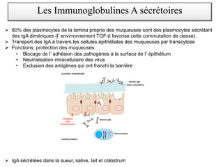Les Immunoglobulines A sécrétoires
Ø 80% des plasmocytes de la lamina propria des muqueuses sont des plasmocytes sécrétant
des IgA dimériques (l envirronnement TGF-b favorise cette commutation de classe).
Ø Transport des IgA à travers les cellules épithéliales des muqueuses par transcytose
Ø Fonctions: protection des muqueuses
• Blocage de l adhésion des pathogènes à la surface de l épithélium
• Neutralisation intracellulaire des virus
• Exclusion des antigènes qui ont franchi la barrière
Ø IgA sécrétées dans la sueur, salive, lait et colostrum
 
