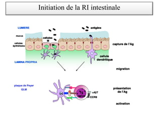 Initiation de la RI intestinale
 