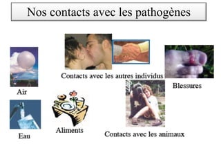 Nos contacts avec les pathogènes
 