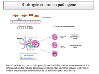 RI dirigée contre un pathogène
Lors d’une infection par un pathogène, la réaction inflammatoire associée conduit à la
différenciation des cellules dendritiques matures. Ces dernières activent les LT CD4+
naifs et induisent leur différenciation en LT effecteurs (Th1, Th2, Th17)
 