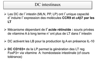 Ø Les DC de l intestin (MLN, PP, LP) ont l unique capacité
d induire l expression des molécules CCR9 et a4b7 par les
LT
Ø Mécanisme dépendant de l acide rétinoïde : souris privées
de vitamine A à long terme n ont plus de LT dans l intestin
Ø DC activent les LB pour la production Ig A en présence IL-10
Ø DC CD103+ de la LP permet la génération des LT reg
FoxP3+ via vitamine A: homéostasie intestinale (cf cours
tolérance)
DC intestinaux
 