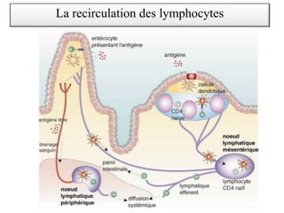 La recirculation des lymphocytes
 