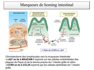 Chimiotactisme des lymphocytes vers la muqueuse intestinale:
Øa4b7 se lie à MAdCAM-1 exprimé sur les cellules endothéliales des
plaques de Peyer et de la lamina propria de l intestin grêle et côlon
ØCCR9 se lie à CCL25 exprimé par les cellules épithéliale de l intestin
grêle
Marqueurs de homing intestinal
Johansson Nat Immunol 2005
Cellule
M
Cellule
épithéliale
DC
Antigène
SITES INDUCTEURS
LT
Sang
Ganglions
lymphatiques
mésentériques
(MLN)
Cellules
apoptotiques
SITES INDUCTEURS
(Plaques de Peyer ou
follicule lymphoïde isolé)
SITES EFFECTEURS
(lamina propria)
Canal
thoracique
Circulation
périphérique
Cellules
endothéliale
exprimant
MAdCAM-1
Centre
germinatif LT activés
LT naïfs
Canaux
lymphatiques LT exprimant α4β7
LT
quiescents
Veinule
! Rôle de CCR9 et α4β7
Marqueurs de homing intestinal
Chimiotactisme des lymphocytes vers la muqueuse intestinale:
Øa4b7 se lie à MAdCAM-1 exprimé sur les cellules endothéliales des
plaques de Peyer et de la lamina propria de l intestin grêle et côlon
ØCCR9 se lie à CCL25 exprimé par les cellules épithéliale de l intestin
grêle
 