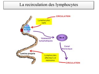 La recirculation des lymphocytes
 