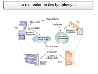 La recirculation des lymphocytes
 