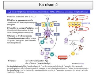 Les sites inducteurs du MALT sont les plaques de Peyer, les agrégats de follicules de l’appendice iléo-coecal et des
amygdales palatines et les follicules isolés de la muqueuse où sont collectés les antigènes et s’initient les réponses immunes.
Les sites effecteurs sont les chorions des muqueuses (lamina propria) où s’accumulent les plasmocytes surtout à IgA et les
lymphocytes T effecteurs
Le tissu lymphoïde associé aux muqueuses: MALT (Mucosal associated lymphoid tissue)
3 fonctions essentielles pour le MALT:
1 Protéger la muqueuse contre la
colonisation et l’invasion par des agents
pathogènes
2 Contrôler le passage d’antigènes non
dégradés de l’alimentation, de l’air
inhalé ou des germes commensaux.
3 Prévenir le développement de
réponses immunes agressives lorsque
des germes pathogènes franchissent la
barrière épithéliale
Notion de -site inducteur (contact Ag)
-site effecteur (production IgA)
TRANSCYTOSE
En résumé
 