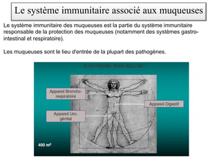 Le système immunitaire des muqueuses est la partie du système immunitaire
responsable de la protection des muqueuses (notamment des systèmes gastro-
intestinal et respiratoire).
Les muqueuses sont le lieu d'entrée de la plupart des pathogènes.
Le système immunitaire associé aux muqueuses
 