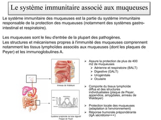 Le système immunitaire des muqueuses est la partie du système immunitaire
responsable de la protection des muqueuses (notamment des systèmes gastro-
intestinal et respiratoire).
Les muqueuses sont le lieu d'entrée de la plupart des pathogènes.
Les structures et mécanismes propres à l'immunité des muqueuses comprennent
notamment les tissus lymphoïdes associés aux muqueuses (dont les plaques de
Peyer) et les immunoglobulines A.
Le système immunitaire associé aux muqueuses
ORGANES LYMPHOIDES ASSOCIES
AUX MUQUEUSES (MALT)
Assure la protection de plus de 400
m2 de muqueuses
Aérienne et respiratoire (BALT)
Digestive (GALT)
Urogénitale
Oculaire
Comporte du tissus lymphoïde
diffus et des structures
individualisées (plaque de Peyer,
appendice, amygdales, anneau de
Waldeyer)
Protection locale des muqueuses
(adaptation à l’environnement)
Réponse humorale prépondérante
(IgA sécrétoire+++)
 
