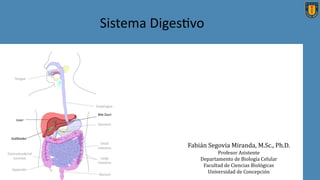 Sistema Diges+vo
Fabián Segovia Miranda, M.Sc., Ph.D.
Profesor Asistente
Departamento de Biologı́a Celular
Facultad de Ciencias Biológicas
Universidad de Concepción
 