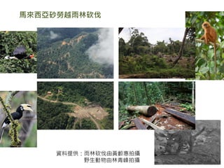 馬來西亞砂勞越雨林砍伐
16
資料提供：雨林砍伐由黃齡惠拍攝
野生動物由林青峰拍攝
 