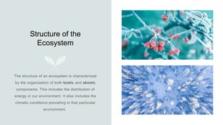Structure of the
Ecosystem
 