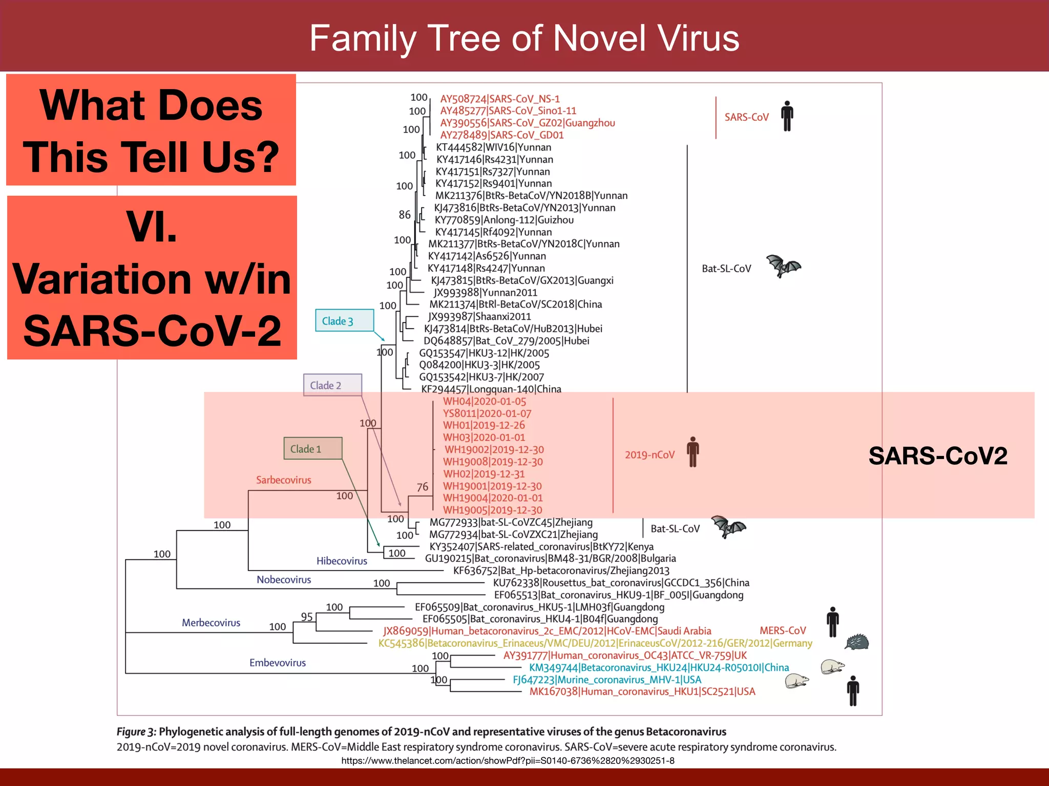 Family Tree of Novel Virus
SARS-CoV2
What Does
This Tell Us?
VI.
Variation w/in
SARS-CoV-2
https://www.thelancet.com/action/showPdf?pii=S0140-6736%2820%2930251-8
 