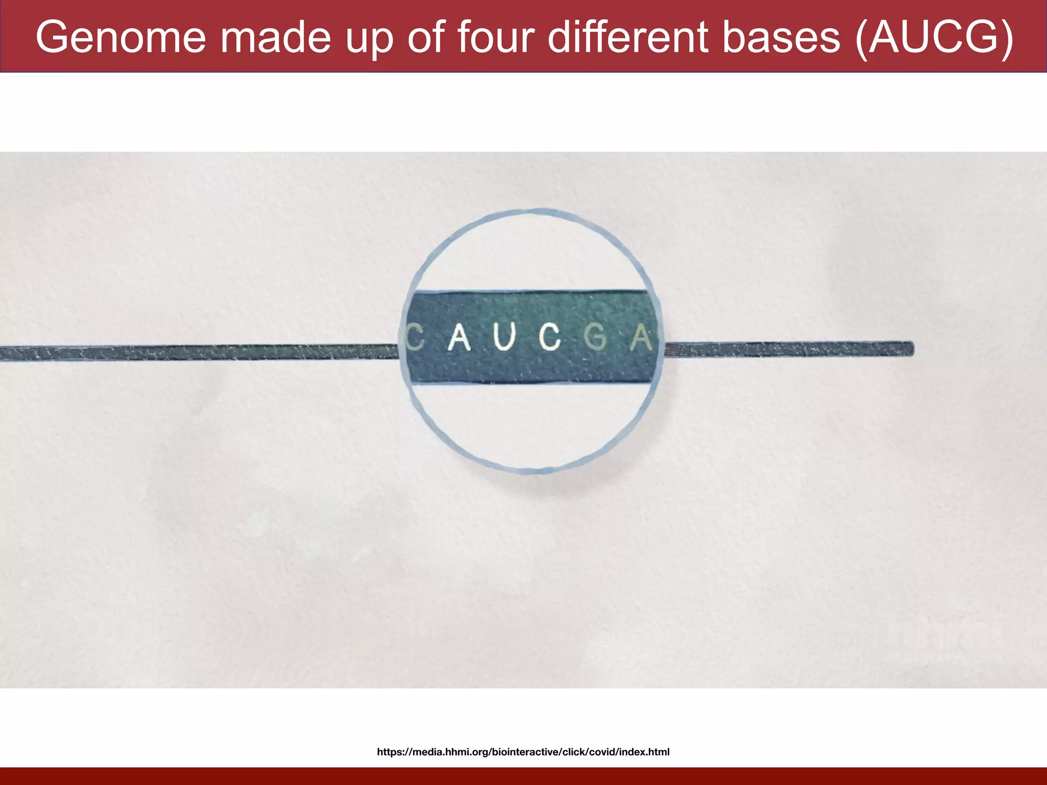 Genome made up of four different bases (AUCG)
https://media.hhmi.org/biointeractive/click/covid/index.html
 