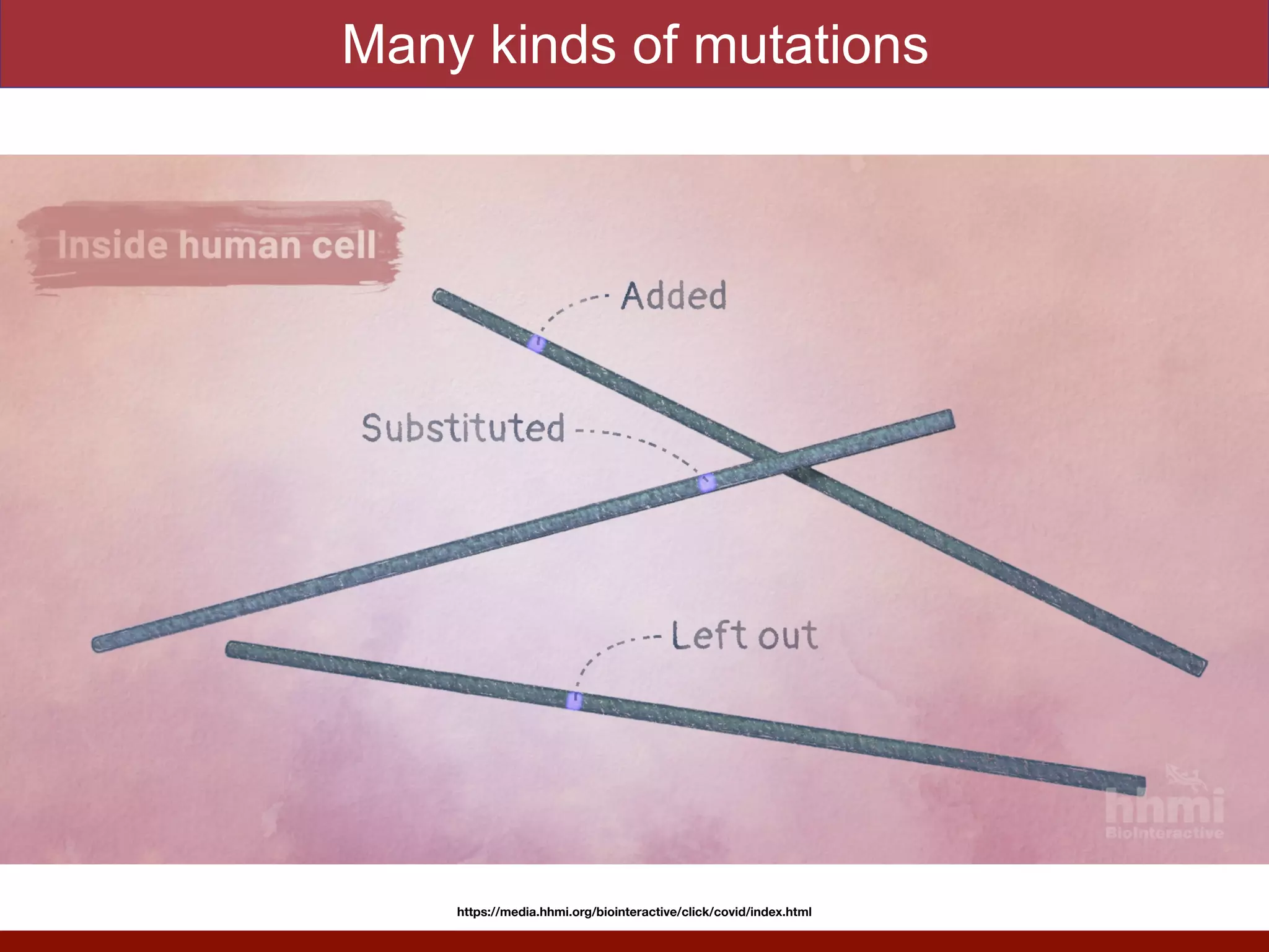 Many kinds of mutations
https://media.hhmi.org/biointeractive/click/covid/index.html
 