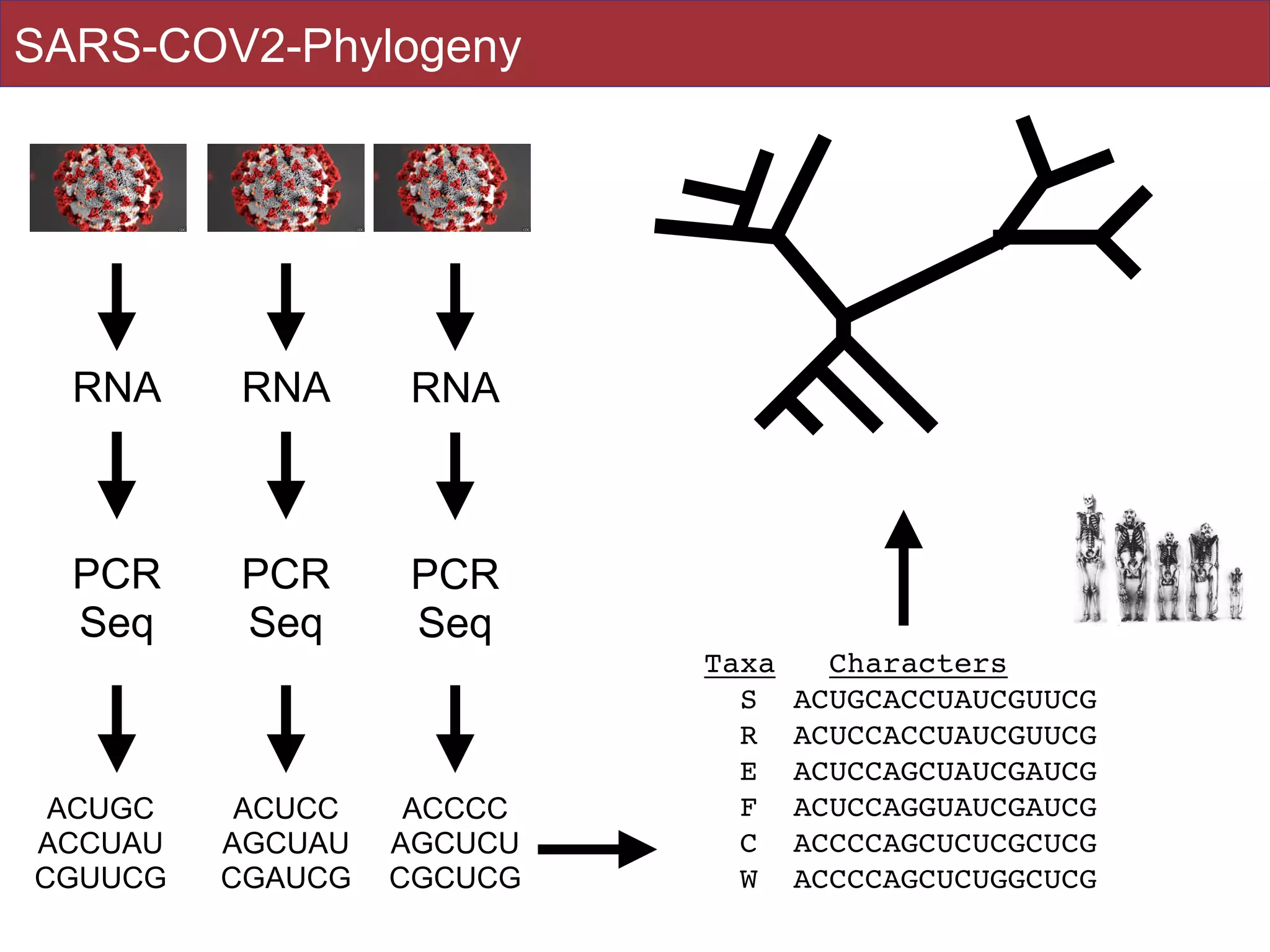 RNA RNA
RNA
ACUGC


ACCUAU


CGUUCG
ACUCC


AGCUAU


CGAUCG
ACCCC


AGCUCU


CGCUCG
Taxa Characters
S ACUGCACCUAUCGUUC
G

R ACUCCACCUAUCGUUC
G

E ACUCCAGCUAUCGAUC
G

F ACUCCAGGUAUCGAUC
G

C ACCCCAGCUCUCGCUC
G

W ACCCCAGCUCUGGCUCG
SARS-COV2-Phylogeny
PCR


Seq
PCR


Seq
PCR


Seq
 