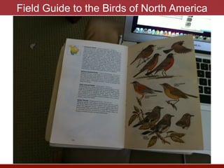 Field Guide to the Birds of North America
photo by J. Eisen
 