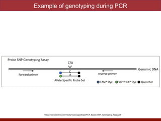 Example of genotyping during PCR
https://www.bioline.com/media/wysiwyg/pdf/ppt/PCR_Based_SNP_Genotyping_Assay.pdf
 