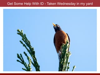 Get Some Help With ID - Taken Wednesday in my yard
 