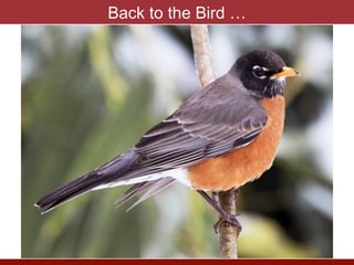 Back to the Bird …
 