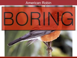 American Robin
BORING
 