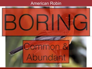 American Robin
BORING
Common &
 