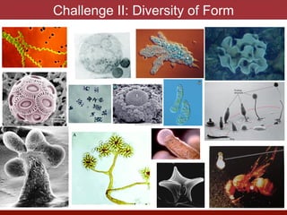 Challenge II: Diversity of Form
 