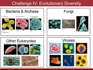 Challenge IV: Evolutionary Diversity
Viruses
Bacteria & Archaea Fungi
Other Eukaryotes
 