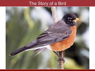 The Story of a Bird
 