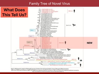 Family Tree of Novel Virus
NEW
What Does
This Tell Us?
https://www.thelancet.com/action/showPdf?pii=S0140-6736%2820%2930251-8
 