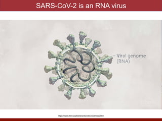 SARS-CoV-2 is an RNA virus
https://media.hhmi.org/biointeractive/click/covid/index.html
 