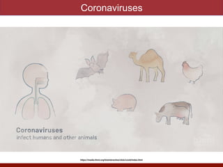 Coronaviruses
https://media.hhmi.org/biointeractive/click/covid/index.html
 