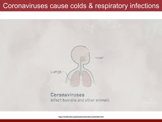 Coronaviruses cause colds & respiratory infections
https://media.hhmi.org/biointeractive/click/covid/index.html
 