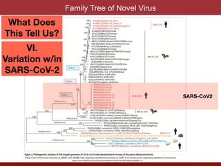 Family Tree of Novel Virus
SARS-CoV2
What Does
This Tell Us?
VI.
Variation w/in
SARS-CoV-2
https://www.thelancet.com/action/showPdf?pii=S0140-6736%2820%2930251-8
 