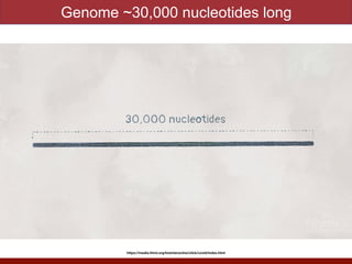 Genome ~30,000 nucleotides long
https://media.hhmi.org/biointeractive/click/covid/index.html
 