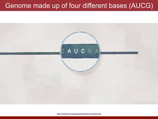 Genome made up of four different bases (AUCG)
https://media.hhmi.org/biointeractive/click/covid/index.html
 