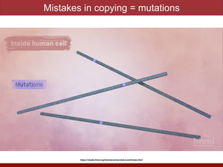 Mistakes in copying = mutations
https://media.hhmi.org/biointeractive/click/covid/index.html
 
