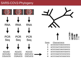 RNA RNA
RNA
ACUGC


ACCUAU


CGUUCG
ACUCC


AGCUAU


CGAUCG
ACCCC


AGCUCU


CGCUCG
Taxa Characters
S ACUGCACCUAUCGUUC
G

R ACUCCACCUAUCGUUC
G

E ACUCCAGCUAUCGAUC
G

F ACUCCAGGUAUCGAUC
G

C ACCCCAGCUCUCGCUC
G

W ACCCCAGCUCUGGCUCG
SARS-COV2-Phylogeny
PCR


Seq
PCR


Seq
PCR


Seq
 