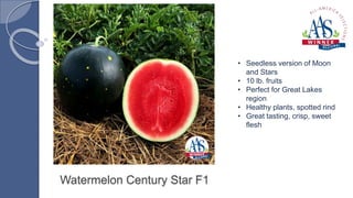 Watermelon Century Star F1
• Seedless version of Moon
and Stars
• 10 lb. fruits
• Perfect for Great Lakes
region
• Healthy plants, spotted rind
• Great tasting, crisp, sweet
flesh
 