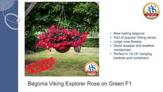 Begonia Viking Explorer Rose on Green F1
• New trailing begonia
• Part of popular Viking series
• Large rose flowers
• Good disease and weather
resistances
• Perfect in 14-16” hanging
baskets and containers
 