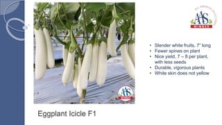 Eggplant Icicle F1
• Slender white fruits, 7” long
• Fewer spines on plant
• Nice yield, 7 – 8 per plant,
with less seeds
• Durable, vigorous plants
• White skin does not yellow
 